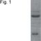 Nuclear Receptor Subfamily 3 Group C Member 2 antibody, NB300-562, Novus Biologicals, Western Blot image 