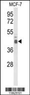 ELF3 antibody, 63-948, ProSci, Western Blot image 
