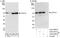 Decapping MRNA 1A antibody, A303-592A, Bethyl Labs, Immunoprecipitation image 