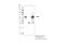 MYCN Proto-Oncogene, BHLH Transcription Factor antibody, 51705S, Cell Signaling Technology, Immunoprecipitation image 