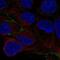 Cingulin Like 1 antibody, NBP2-56274, Novus Biologicals, Immunofluorescence image 