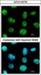 Ventral Anterior Homeobox 2 antibody, GTX115770, GeneTex, Immunofluorescence image 