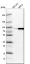 Ezrin antibody, HPA021616, Atlas Antibodies, Western Blot image 
