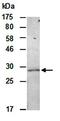 Serine Protease 1 antibody, orb67008, Biorbyt, Western Blot image 