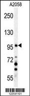 Neuronal PAS Domain Protein 2 antibody, TA324819, Origene, Western Blot image 