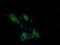 Protocadherin-7 antibody, MA5-26151, Invitrogen Antibodies, Immunocytochemistry image 
