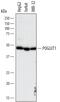 Protein O-Glucosyltransferase 1 antibody, AF6437, R&D Systems, Western Blot image 