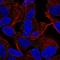 Myelin Transcription Factor 1 Like antibody, HPA060245, Atlas Antibodies, Immunocytochemistry image 