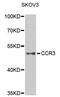 C-C Motif Chemokine Receptor 3 antibody, STJ22963, St John