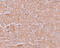 Solute Carrier Family 39 Member 14 antibody, 6105, ProSci Inc, Immunohistochemistry paraffin image 