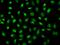 WW Domain Binding Protein 4 antibody, 206950-T02, Sino Biological, Immunohistochemistry frozen image 