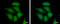FAST Kinase Domains 1 antibody, GTX107835, GeneTex, Immunofluorescence image 