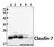 CLDN7 antibody, GTX66616, GeneTex, Western Blot image 