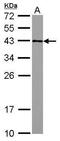Glucose-Fructose Oxidoreductase Domain Containing 2 antibody, GTX118777, GeneTex, Western Blot image 