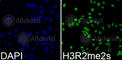 Histone H3.1t antibody, A2373, ABclonal Technology, Immunofluorescence image 