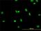 RBMX Like 2 antibody, H00027288-M01, Novus Biologicals, Immunofluorescence image 