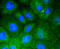 Vitronectin antibody, 13-961, ProSci, Immunofluorescence image 