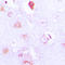 FMR1 Autosomal Homolog 2 antibody, LS-C353172, Lifespan Biosciences, Immunohistochemistry frozen image 