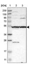 Solute Carrier Family 35 Member F1 antibody, PA5-54029, Invitrogen Antibodies, Western Blot image 