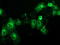 BECN1 antibody, TA502616, Origene, Immunofluorescence image 