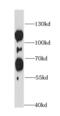 Cullin 3 antibody, FNab02075, FineTest, Western Blot image 
