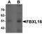F-Box And Leucine Rich Repeat Protein 16 antibody, TA320112, Origene, Western Blot image 