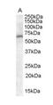 Cell Adhesion Molecule 4 antibody, LS-B3960, Lifespan Biosciences, Western Blot image 