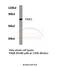 P21 (RAC1) Activated Kinase 3 antibody, A03124, Boster Biological Technology, Western Blot image 