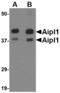 Aryl Hydrocarbon Receptor Interacting Protein Like 1 antibody, MBS151069, MyBioSource, Western Blot image 