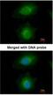 Mevalonate Diphosphate Decarboxylase antibody, NBP1-33050, Novus Biologicals, Immunofluorescence image 