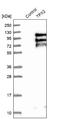 P100 antibody, NBP1-88312, Novus Biologicals, Western Blot image 