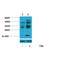 Histone Cluster 4 H4 antibody, LS-C387782, Lifespan Biosciences, Western Blot image 