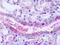 Oxoglutarate Receptor 1 antibody, TA317120, Origene, Immunohistochemistry frozen image 