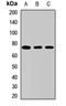 Solute carrier family 13 member 2 antibody, orb412743, Biorbyt, Western Blot image 