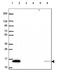 KIAA0040 antibody, PA5-64386, Invitrogen Antibodies, Western Blot image 