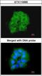 Cytochrome C Oxidase Subunit 7B2 antibody, GTX110995, GeneTex, Immunofluorescence image 