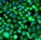 Proteasome subunit beta type-8 antibody, FNab04811, FineTest, Immunofluorescence image 