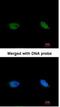 BRCA2 And CDKN1A Interacting Protein antibody, NBP1-31319, Novus Biologicals, Immunofluorescence image 