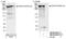 A-Kinase Anchoring Protein 13 antibody, NB100-68214, Novus Biologicals, Western Blot image 