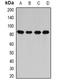 CysRS antibody, orb341107, Biorbyt, Western Blot image 