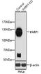 Mortality factor 4-like protein 1 antibody, A05547-1, Boster Biological Technology, Western Blot image 