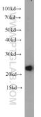 Hypoxanthine-guanine phosphoribosyltransferase antibody, 15059-1-AP, Proteintech Group, Western Blot image 