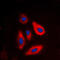 Galactokinase antibody, LS-C352231, Lifespan Biosciences, Immunofluorescence image 