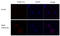 Influenza virus antibody, GTX128541, GeneTex, Immunofluorescence image 