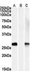 DPY30 Domain Containing 1 antibody, orb20489, Biorbyt, Western Blot image 