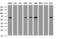 Pogo Transposable Element Derived With KRAB Domain antibody, M15311-2, Boster Biological Technology, Western Blot image 