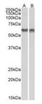 Dug antibody, orb12299, Biorbyt, Western Blot image 