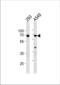 X-ray repair cross-complementing protein 6 antibody, TA324800, Origene, Western Blot image 