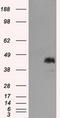 MCL1 Apoptosis Regulator, BCL2 Family Member antibody, TA500987, Origene, Western Blot image 