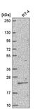 Homeobox protein TGIF1 antibody, PA5-66463, Invitrogen Antibodies, Western Blot image 
